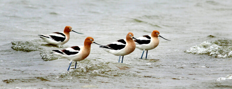 American Avocets-2 photo