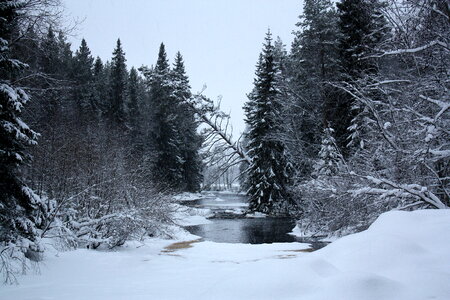 Winter forest with lake photo