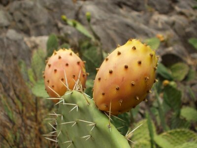 Cactus ecology environment photo
