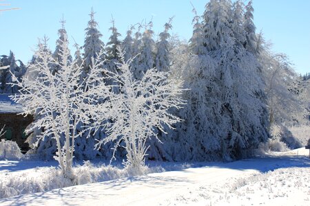 Frost snow winter photo