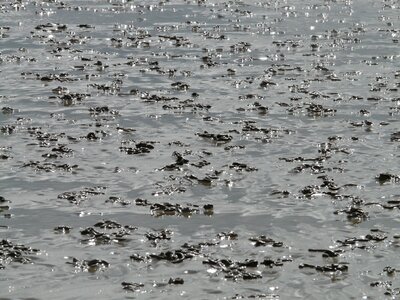 Mixed-watt mudflats sand watt photo