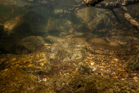 Rainbow trout in stream-1 photo