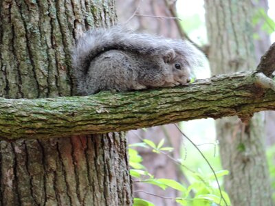 Animal chipmunk close