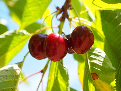 Red ripe sweet cherry photo