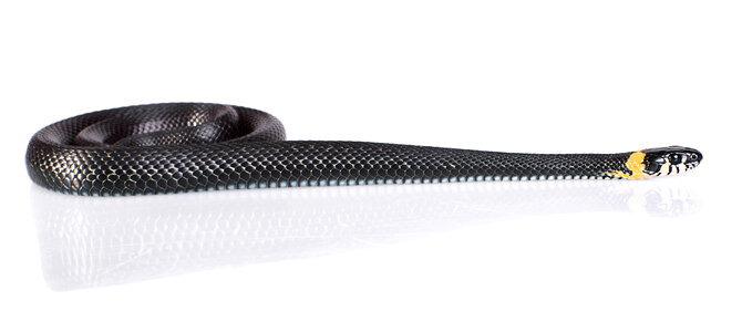 Black Snake photo