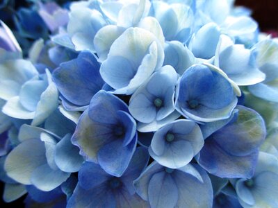 Plant flowers light blue