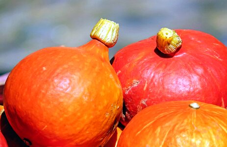 Autumn autumn season calorie