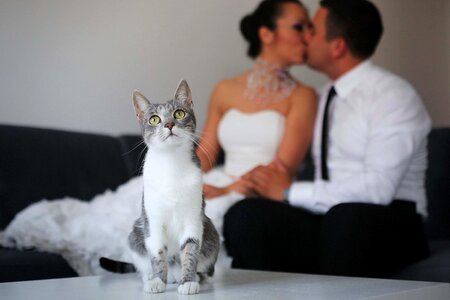 Domestic Cat adorable bride