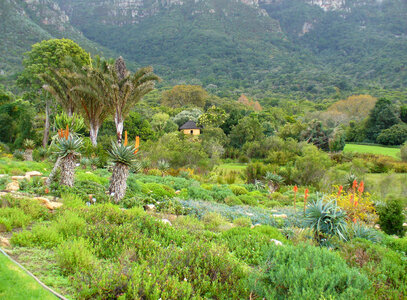 Aloe garden landscape in Cape Town, South Africa photo