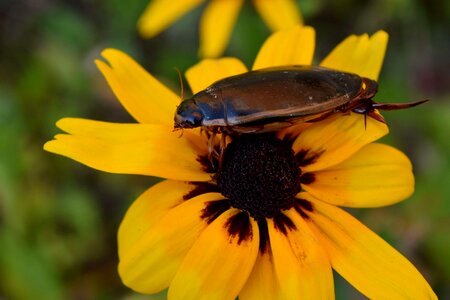 Animal arthropod beautiful flowers