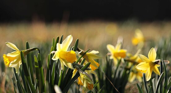 Daffodil flora flower photo