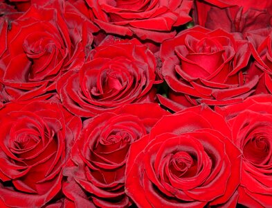 Flower rose bloom plant