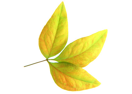 Yellow Leaf isolated on white background photo
