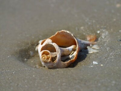 Old remains sand