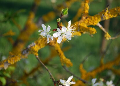 Wild flower blooming pure photo