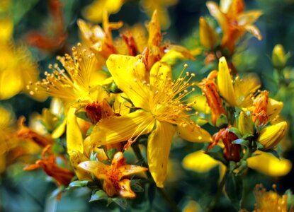 Hypericum perforatum wort yellow photo