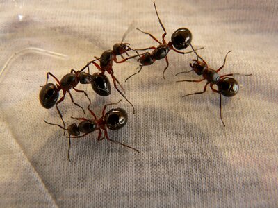 Formica red wood ant formica rufa photo