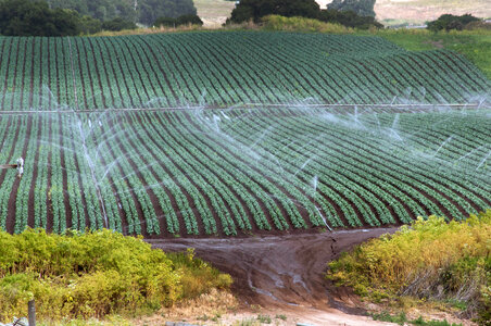 Sprinkler watering Farm in California