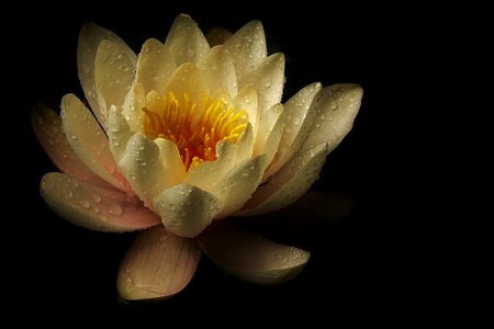 Flower aquatic plant nature
