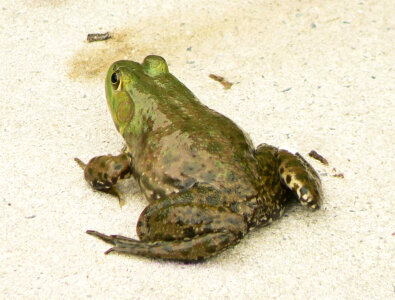 American bullfrog photo