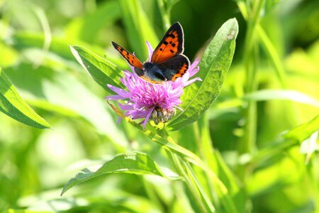 Purple flower butterfly admiral