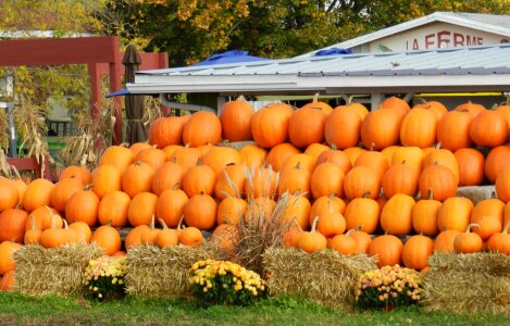 Autumn fall vegetables photo