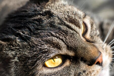 Adorable animal cat