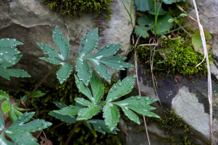 Earth forest grass plants