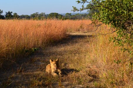 Wildlife track bush
