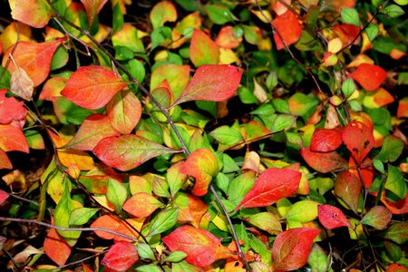 Reds yellows thick carpet