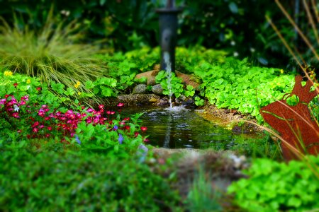 Garden pond nature frog