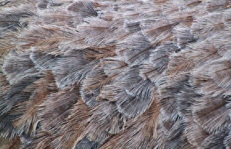 Plumage fauna close up
