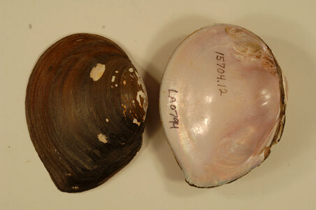 Glebula rotundata