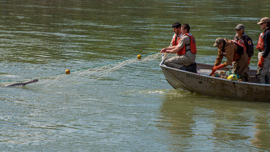 Fisheries crew netting paddlefish-1 photo