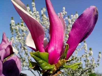 Bloom magnolia petals photo