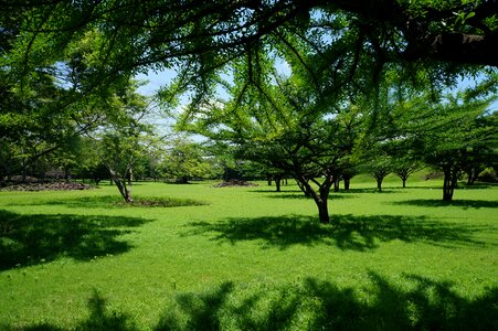 Grass archeology shadow