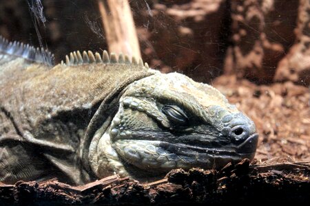 Animal iguana lizard