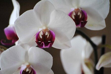 Beautiful beautiful flowers bloom