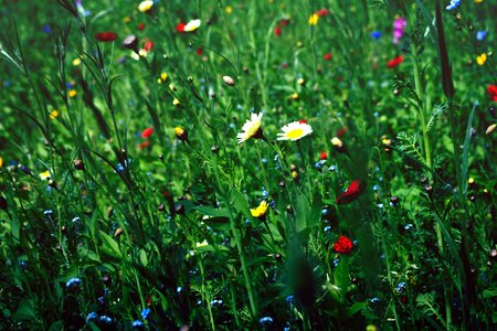 Blooming blossom colorful
