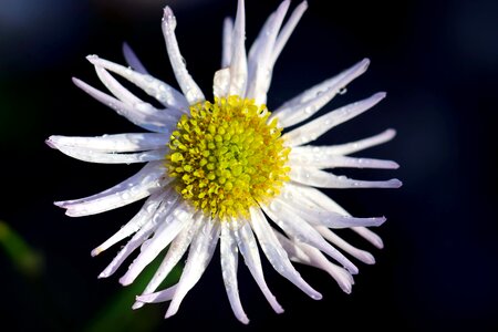 Beautiful Flowers blooming blossom photo