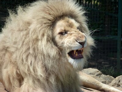 Leo animal king