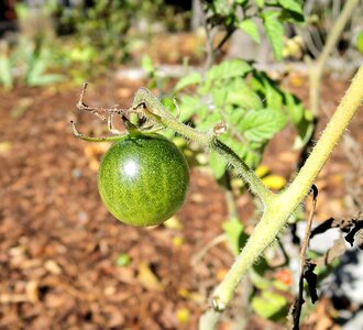 Edible fruit gree fruit photo