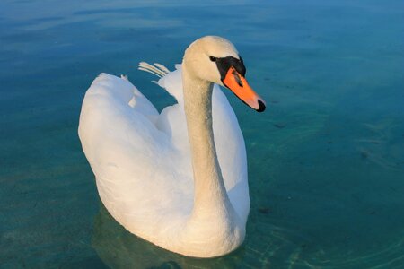 Graceful lake water