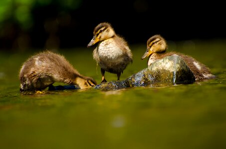 Platyrhynchos animal bird photo