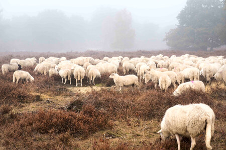 Sheep in Field photo
