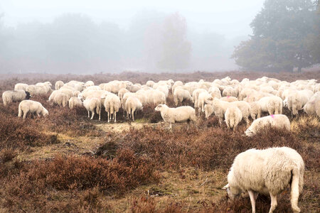 Sheep in Field