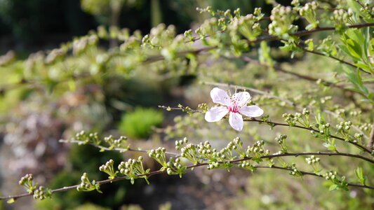 Pink spring bloom