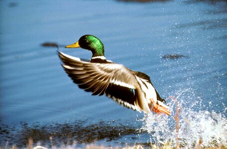 Bird duck mallard photo