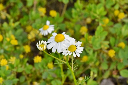 Chamomile daisy herb photo