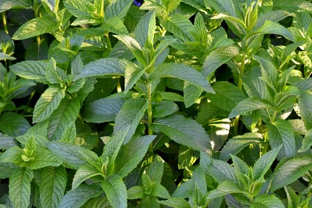 Aromatherapy aromatic green leaves